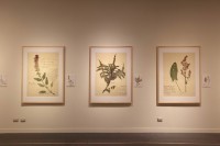 藏品(流亡的種子)的圖片